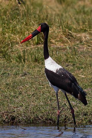 061 Chobe NP, zadelbekooievaar.jpg